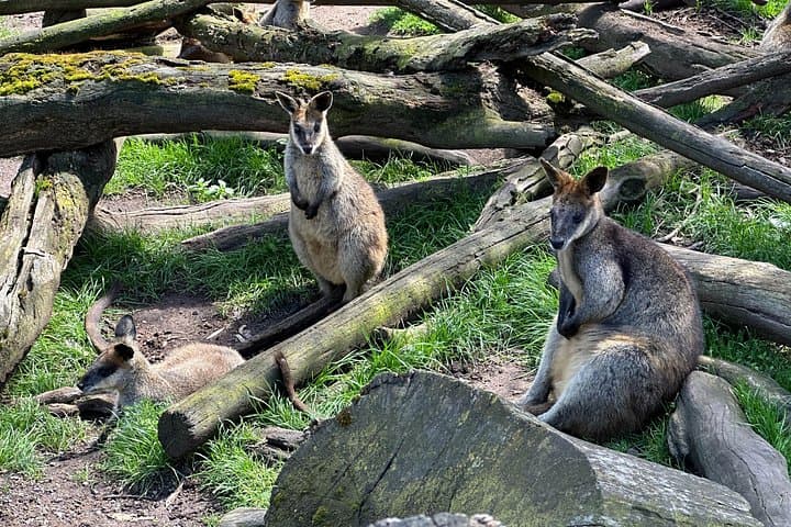 Hahndorf and Adelaide Hills Wildlife Wonders Day Tour photo 3
