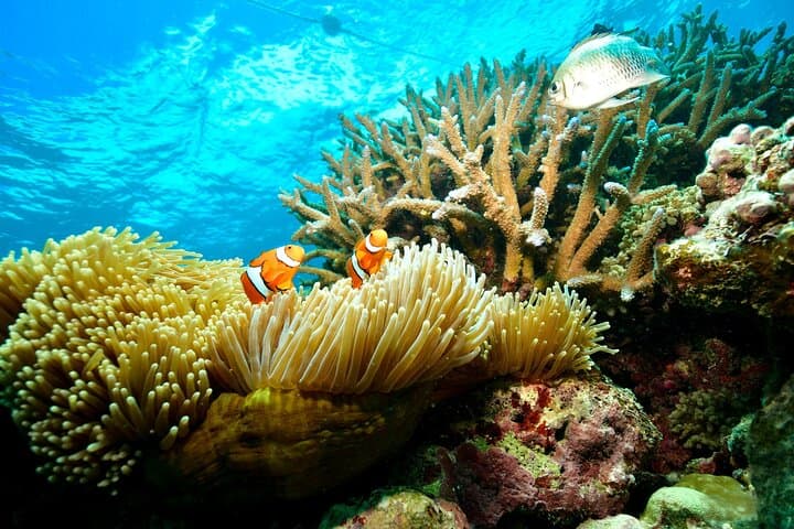 VIP Great Barrier Reef Indulgence from Cairns — Helicopter, Pontoon & Private Snorkel photo 4