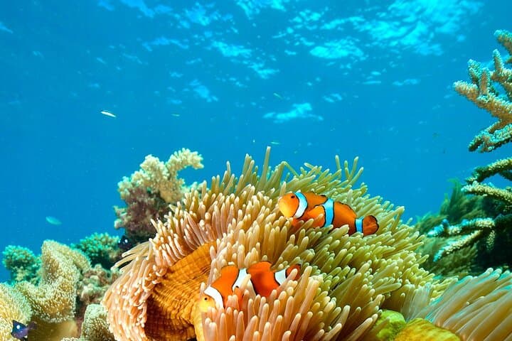 VIP Great Barrier Reef Indulgence from Cairns — Helicopter, Pontoon & Private Snorkel photo 6