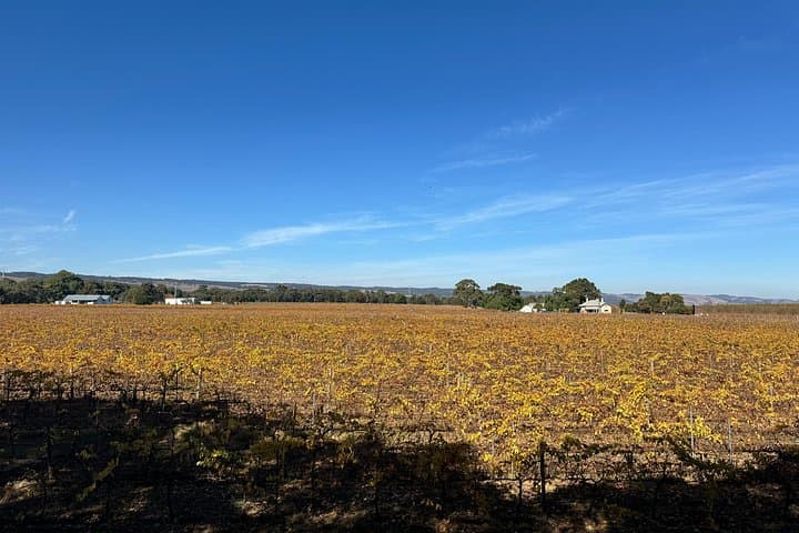 Half-Day Adelaide to Hahndorf: Central Market, Mount Lofty & German Village Highlights photo 3