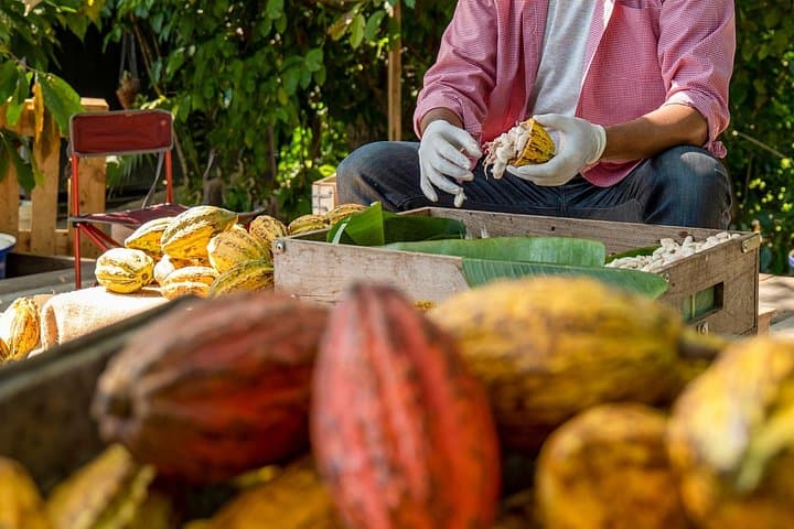 North Bali Hidden Treasure Tour — Waterfalls, Cacao & UNESCO Rice Terraces