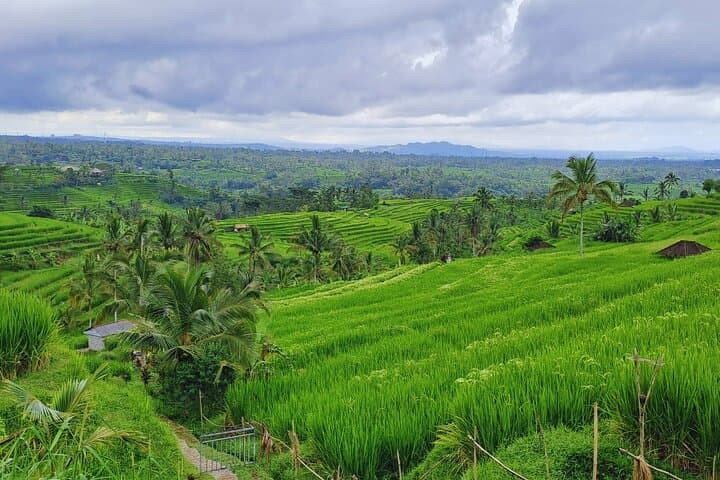 North Bali Hidden Treasure Tour — Waterfalls, Cacao & UNESCO Rice Terraces photo 4