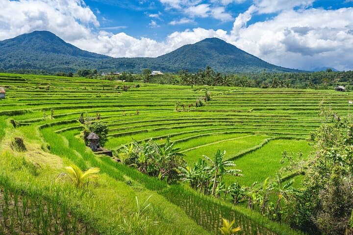 North Bali Hidden Treasure Tour — Waterfalls, Cacao & UNESCO Rice Terraces photo 5