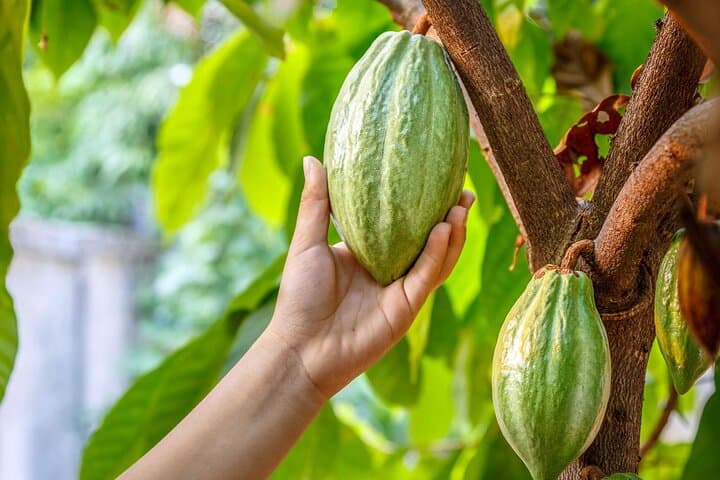 North Bali Hidden Treasure Tour — Waterfalls, Cacao & UNESCO Rice Terraces photo 2