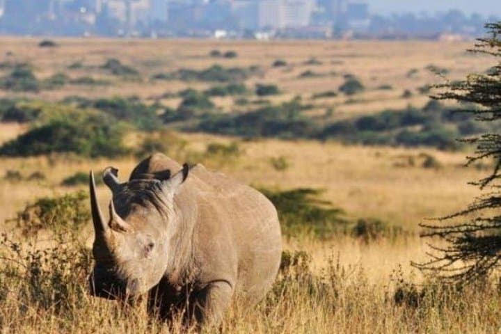 Half-Day Nairobi National Park Safari — Game Drive Close to Nairobi photo 1