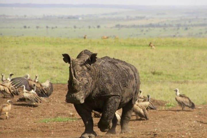 Half-Day Nairobi National Park Safari — Game Drive Close to Nairobi photo 2
