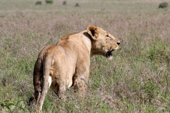 Half-Day Nairobi National Park Safari — Game Drive Close to Nairobi photo 3