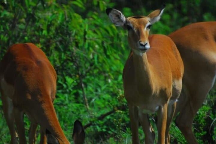 Half-Day Nairobi National Park Safari — Game Drive Close to Nairobi photo 4