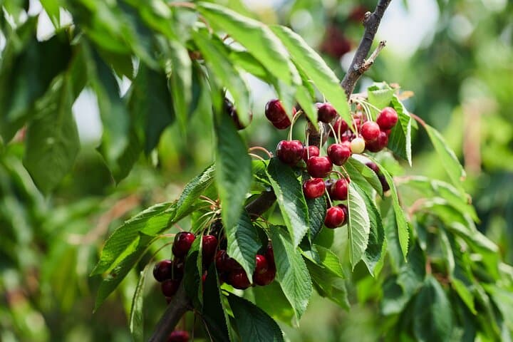 Puffing Billy Steam Train & Cherry Picking Day Tour from Melbourne photo 5