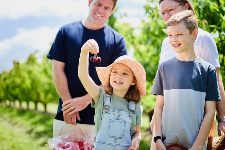 Puffing Billy Steam Train & Cherry Picking Day Tour from Melbourne