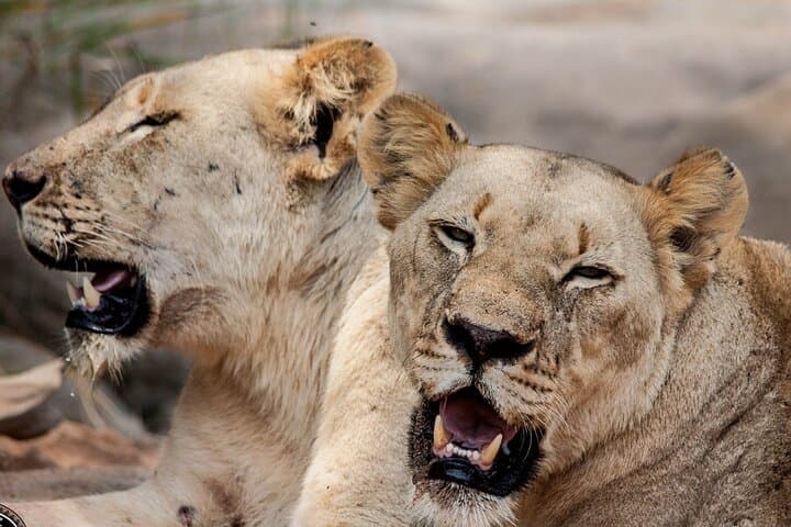 Hluhluwe-Imfolozi Park Half-Day Big Five Safari — Morning Game Drive from St Lucia photo 6