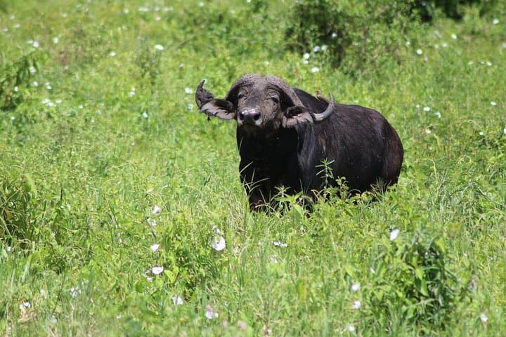 4-Day Serengeti, Ngorongoro & Tarangire Private Camping Safari from Arusha photo 4