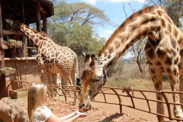 Explore Nairobi National Park and Giraffe Centre: A Unique Urban Safari Experience photo 3