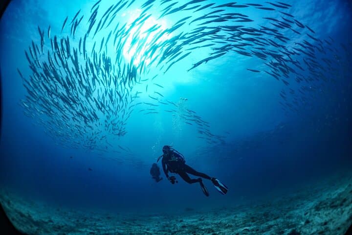 Phi Phi Half-Day Two-Dive Trip for Certified Divers — Turtles, Sharks & Coral photo 3