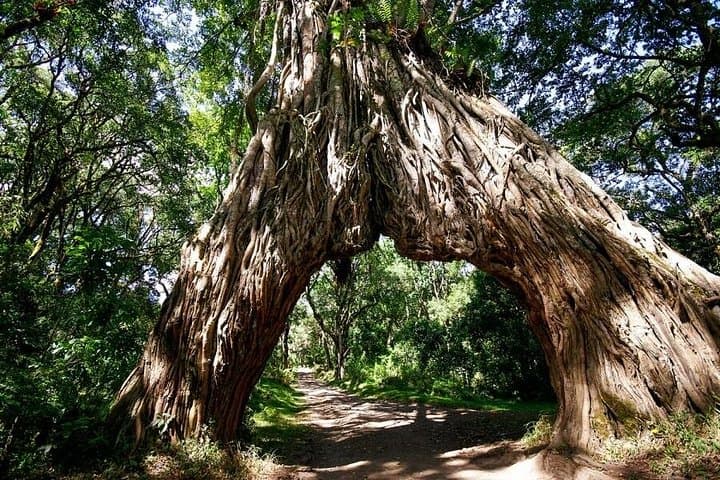 Walking and Canoeing in Arusha National Park: Lakes, Crater Views & Wildlife Day Trip