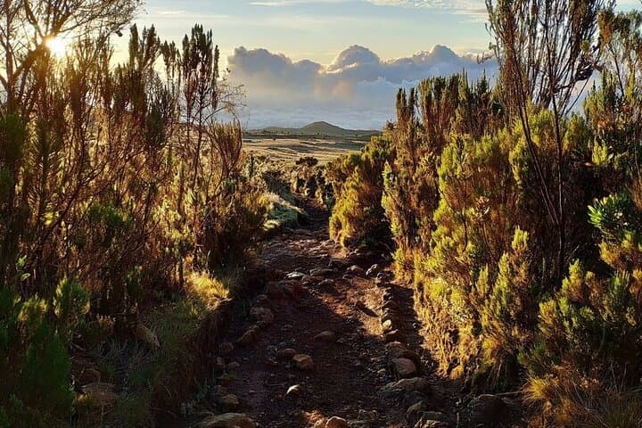 Marangu Route Day Trip — Mandara Hut Hike on Mount Kilimanjaro