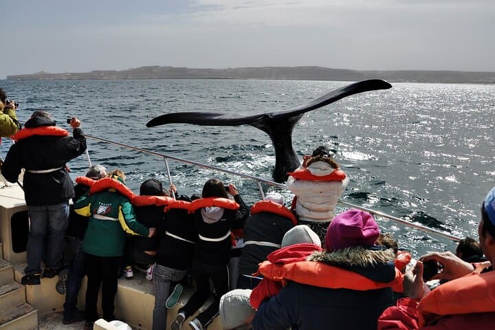 3-Day Puerto Madryn & Peninsula Valdés: Peninsula Wildlife and Optional Whale Watching photo 6