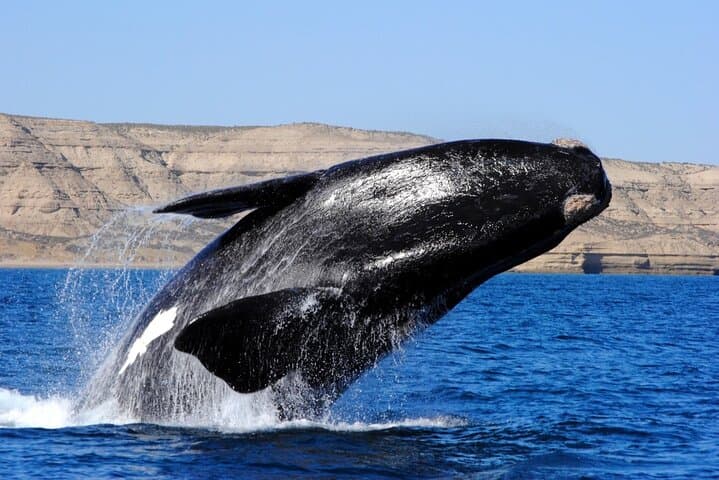 3-Day Puerto Madryn & Peninsula Valdés: Peninsula Wildlife and Optional Whale Watching photo 4