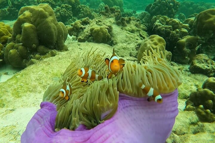 Low-Season Ko Lipe 6-Island Snorkel Tour: Best June–Oct Spots & Tips
