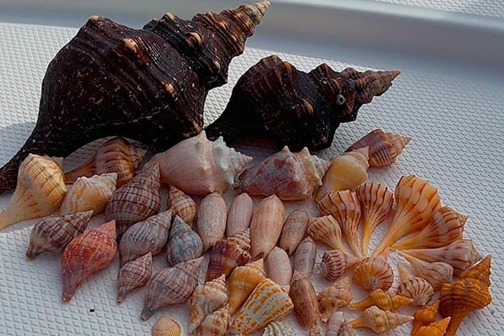 Private Shelling, Fishing & Eco Boat Tour — Marco Island (4-Hour) photo 4