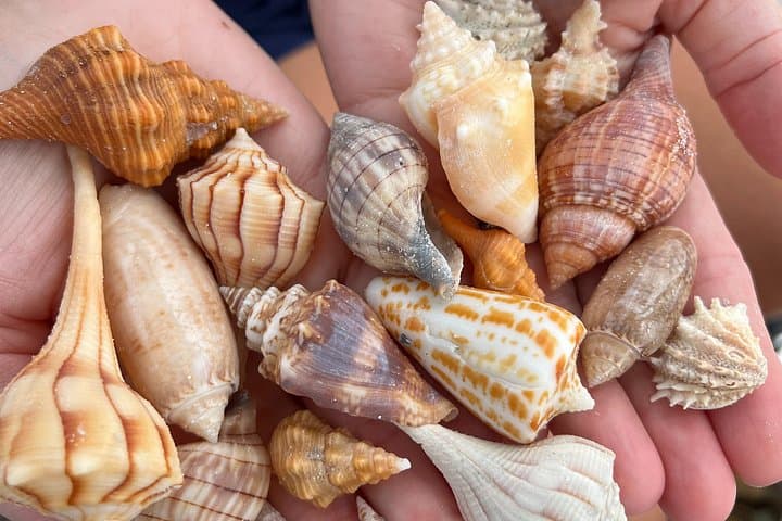 Marco Island Private Shelling Tour — 4-Hour 10,000 Islands Boat Adventure photo 2
