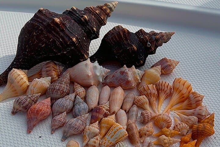 Marco Island Sunset Cruise: 2-Hour Private Boat Tour with Dolphins & Shelling photo 4