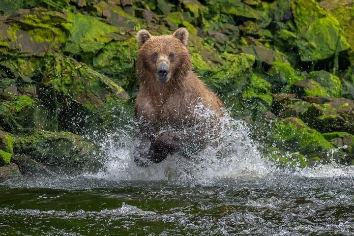 Private Seaplane Bear Viewing Near Juneau — Admiralty Island Brown Bears photo 2