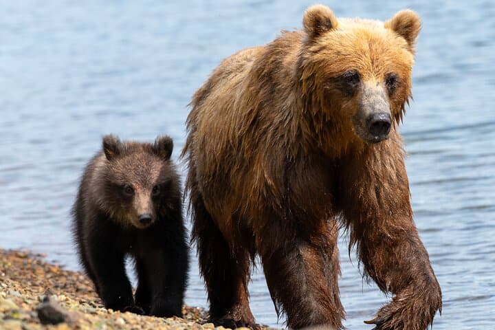 Private Seaplane Bear Viewing Near Juneau — Admiralty Island Brown Bears photo 1