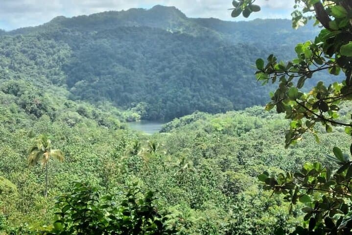 Millet Rainforest Hike: St Lucia Bird Sanctuary & Catchment View