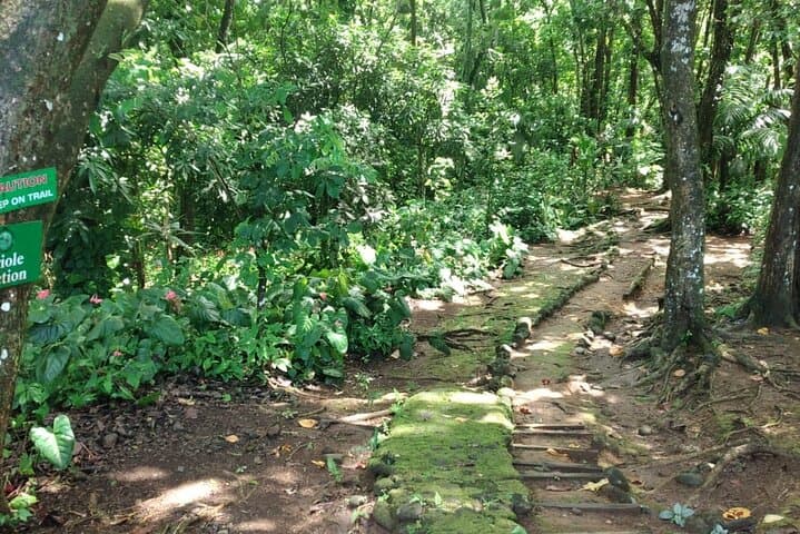 Millet Rainforest Hike: St Lucia Bird Sanctuary & Catchment View photo 2