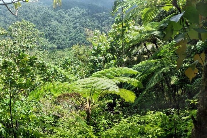 Millet Rainforest Hike: St Lucia Bird Sanctuary & Catchment View photo 3