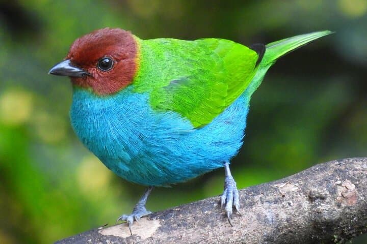 Jungle Birdwatching and River-Pools Tour from Guatapé: Birds, Rivers & Canyons