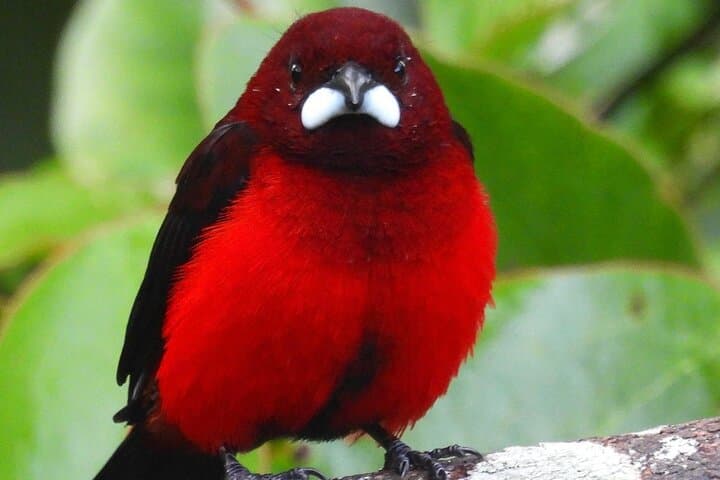 Jungle Birdwatching and River-Pools Tour from Guatapé: Birds, Rivers & Canyons photo 6