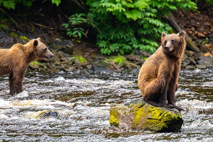 Peak-Season Bear Viewing by Seaplane Near Juneau: Chichagof Island Brown Bears photo 2