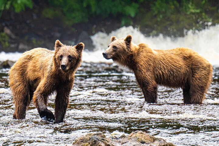 Peak-Season Bear Viewing by Seaplane Near Juneau: Chichagof Island Brown Bears photo 5