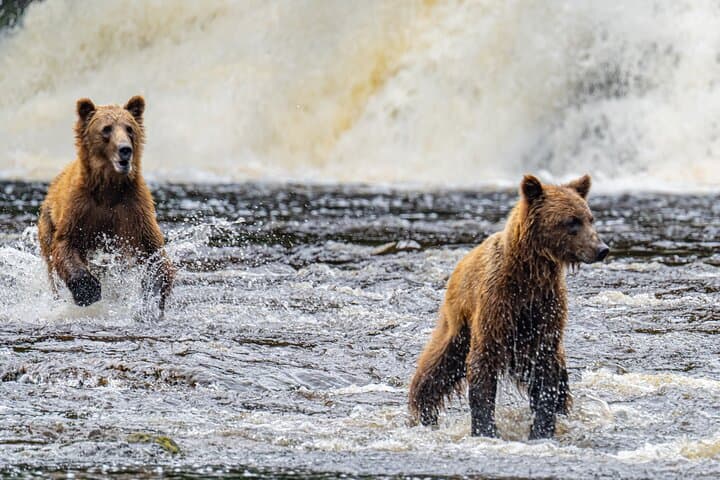 Peak-Season Bear Viewing by Seaplane Near Juneau: Chichagof Island Brown Bears