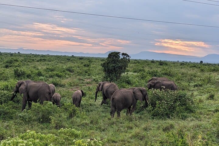 2-Day Queen Elizabeth National Park Safari — Game Drives & Kazinga Channel Boat Cruise photo 3