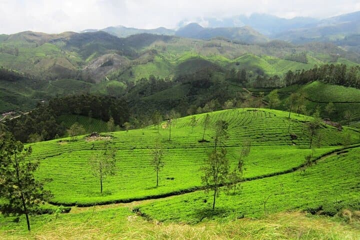 Half-Day Trekking in Munnar — 14 km Tea-Plantation Trail & Shola Forest Views photo 6