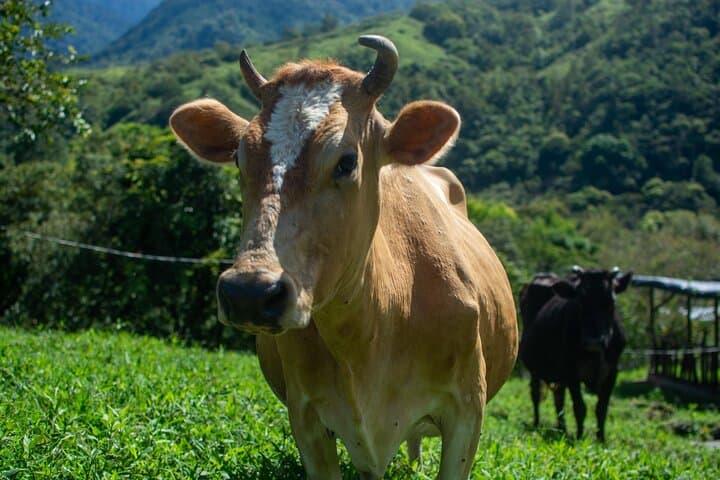Canaan de Rivas Farm Cheese Tour — Private Guided Sustainable Cheese Experience Near San José photo 4