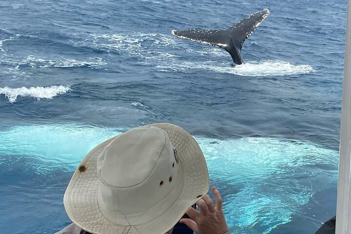 Mooloolaba Whale Watching Small-Group Tour: Humpback Migration, Hydrophone & Underwater Camera photo 4