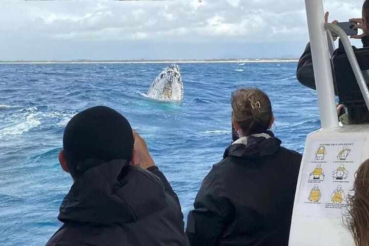 High-Speed Whale Watching in Mooloolaba: Sunshine Coast Humpback Safari photo 6