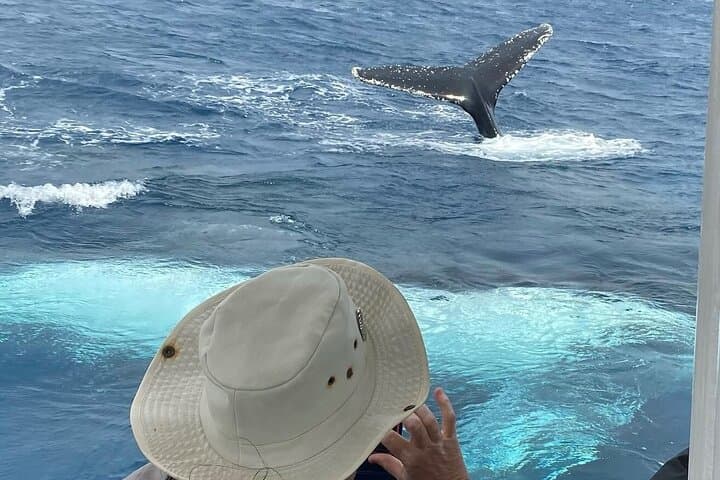 High-Speed Whale Watching in Mooloolaba: Sunshine Coast Humpback Safari photo 4