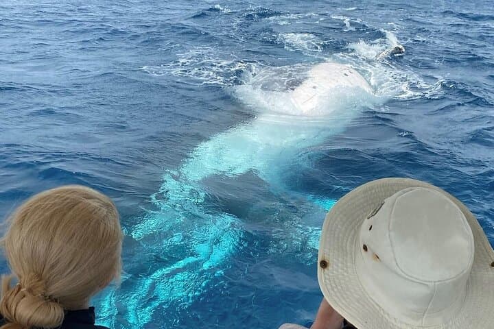 High-Speed Whale Watching in Mooloolaba: Sunshine Coast Humpback Safari