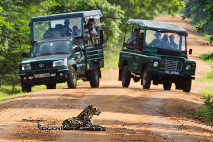 Wilpattu Leopard Safari: Full-Day Guided Wildlife Drive from Colombo photo 2