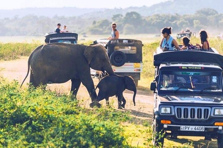 Wilpattu Leopard Safari: Full-Day Guided Wildlife Drive from Colombo photo 3