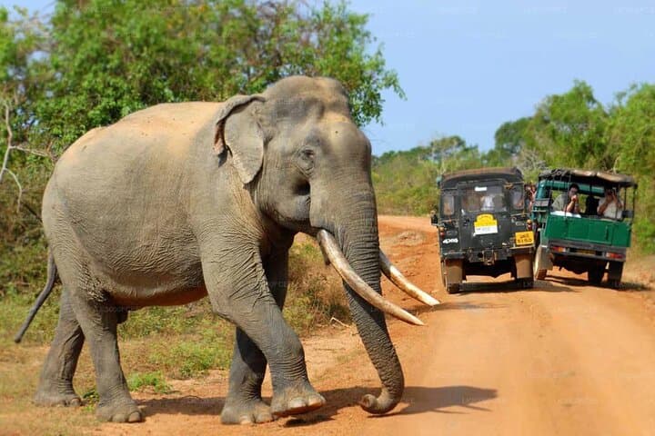 Wilpattu Leopard Safari: Full-Day Guided Wildlife Drive from Colombo photo 4