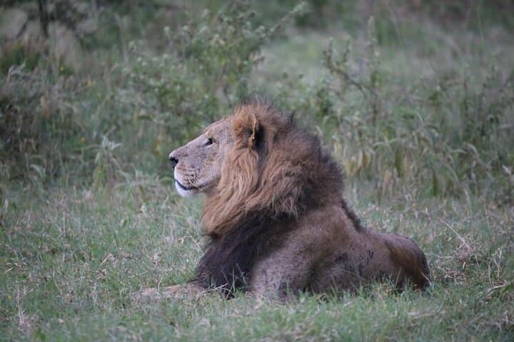 3-Day Budget Masai Mara Safari: Group 4x4 Game Drives & Camp Experience photo 4