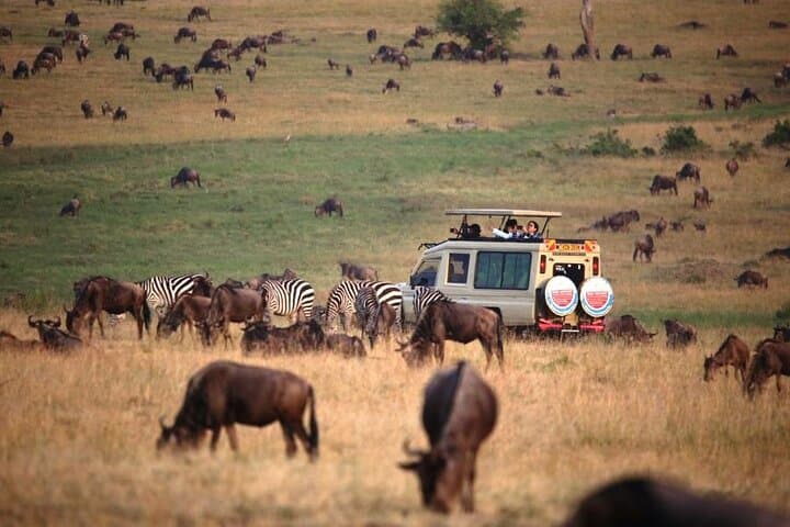 3-Day Budget Masai Mara Safari: Group 4x4 Game Drives & Camp Experience photo 5