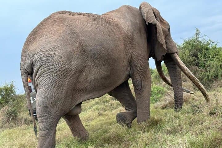 3-Day Budget Masai Mara Safari: Group 4x4 Game Drives & Camp Experience