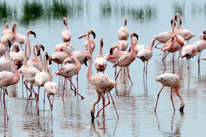 4-Day Masai Mara & Lake Nakuru Budget Safari — Big Five, Flamingos and Rift Valley Views photo 2